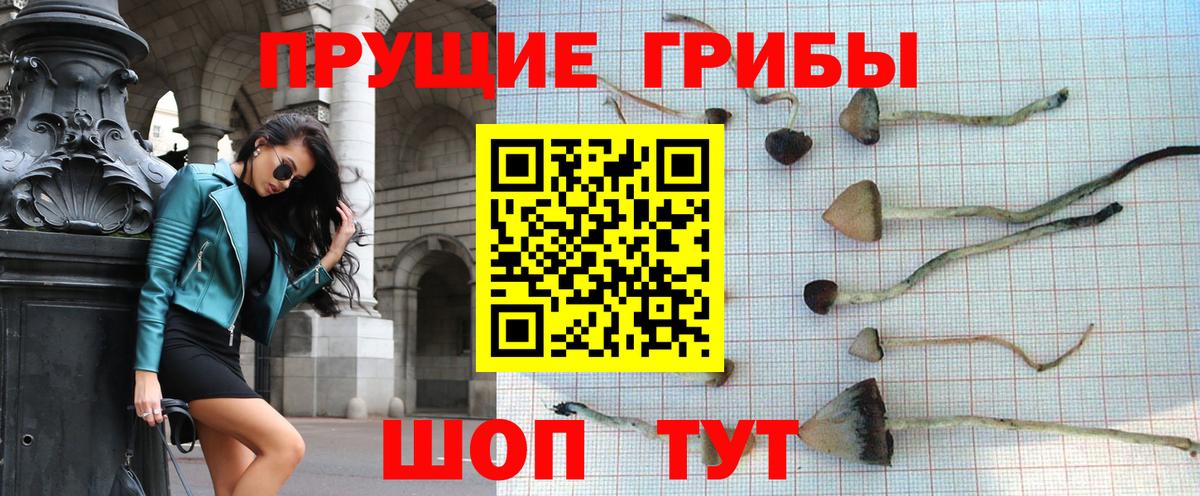 продажа наркотиков  Вход с VPN  Псилоцибиновые грибы GOLDEN TEACHER  Карабулак  Галлюциногенные грибы MAGIC MUSHROOMS 